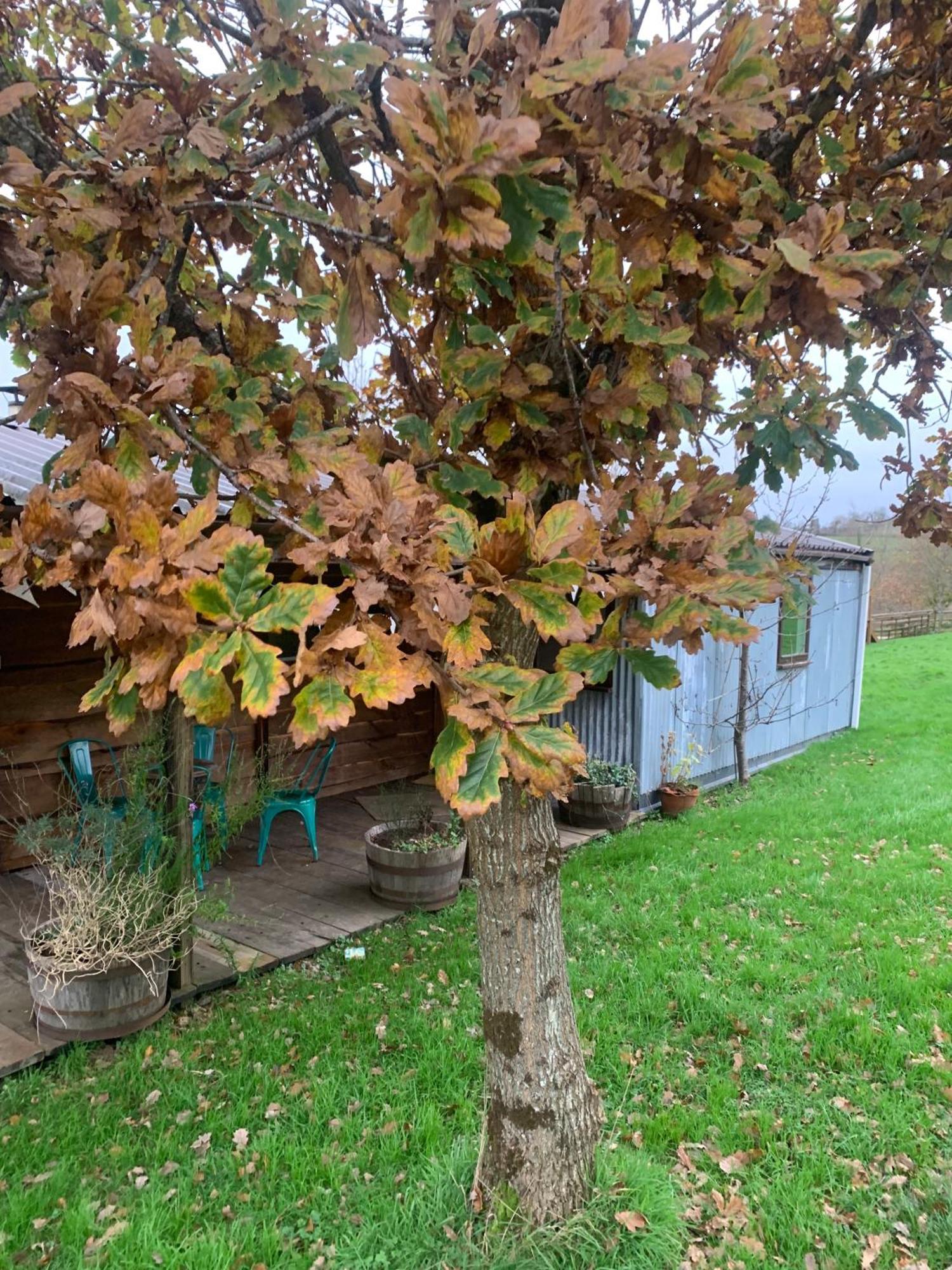 Ceridwen Glamping, Double Decker Bus And Yurts Hotel Llandysul Ngoại thất bức ảnh